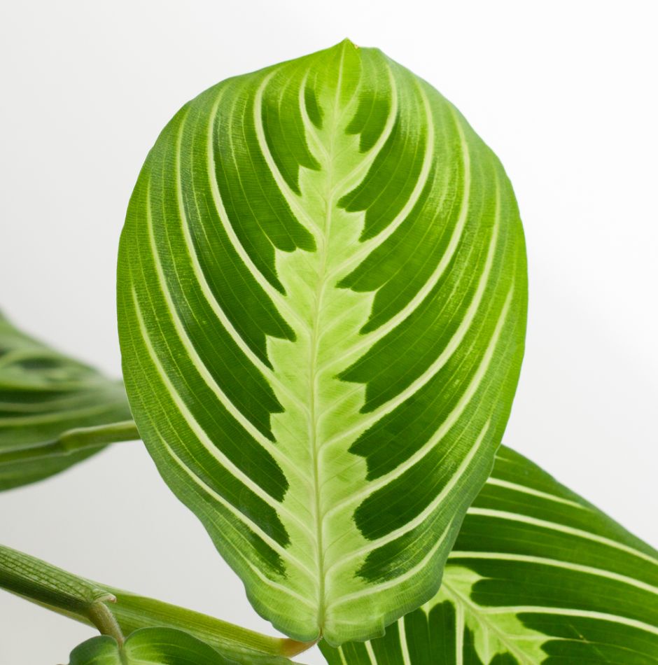 Maranta Lemon Lime blad