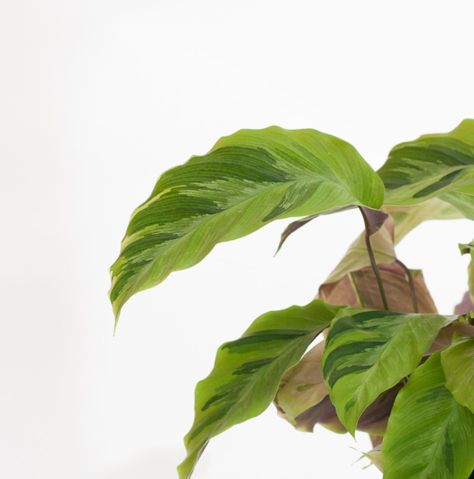 Calathea Yellow Fusion blad