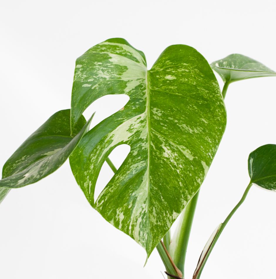 Monstera Variegata blad