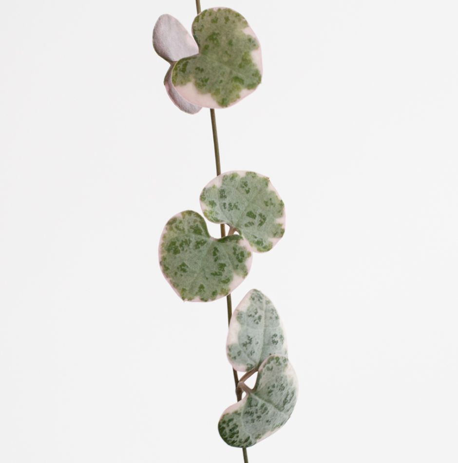 Ceropegia Woodii Variegata blad