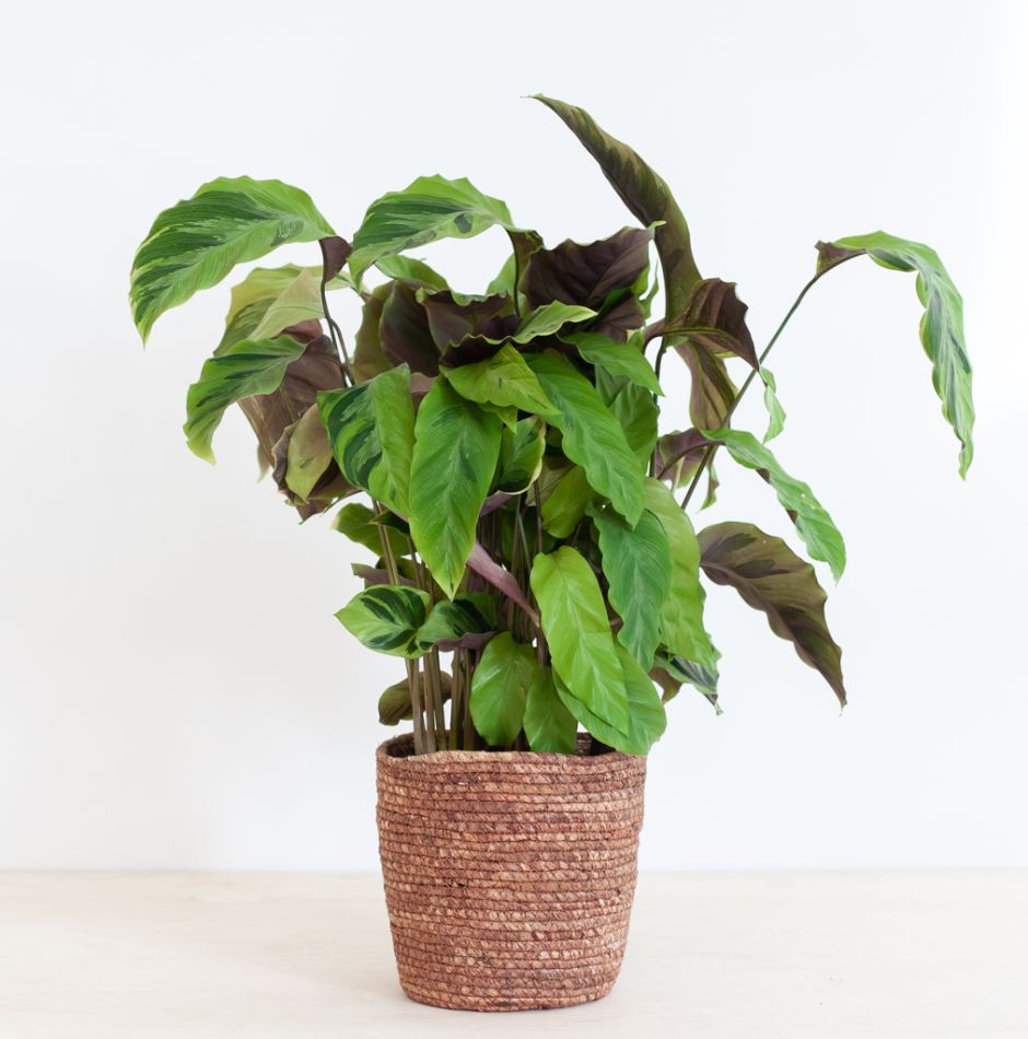 Calathea Yellow Fusion