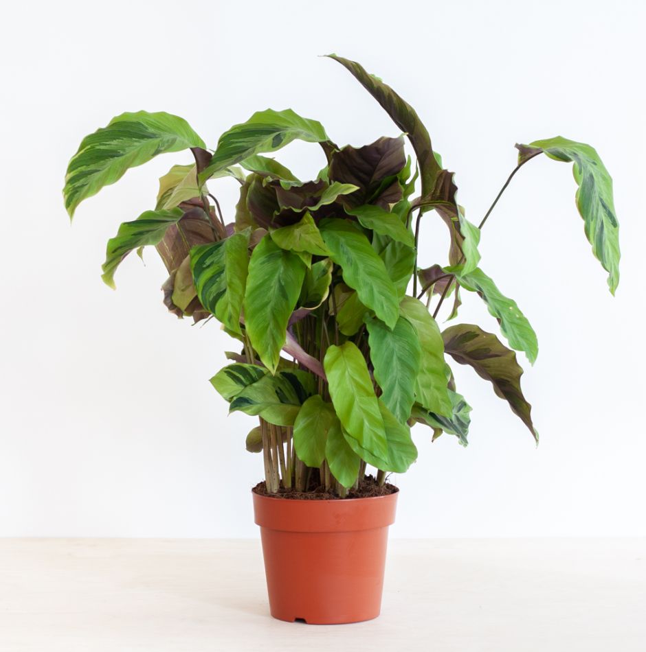 Calathea Yellow Fusion