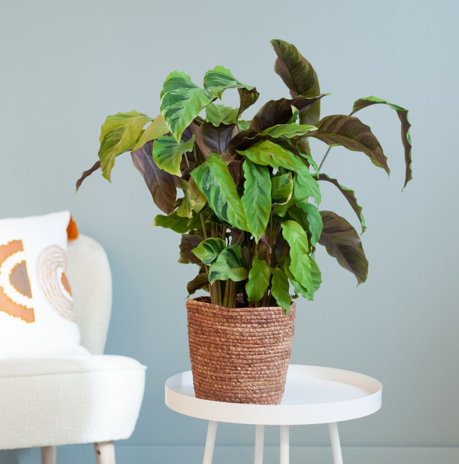 Calathea Yellow Fusion