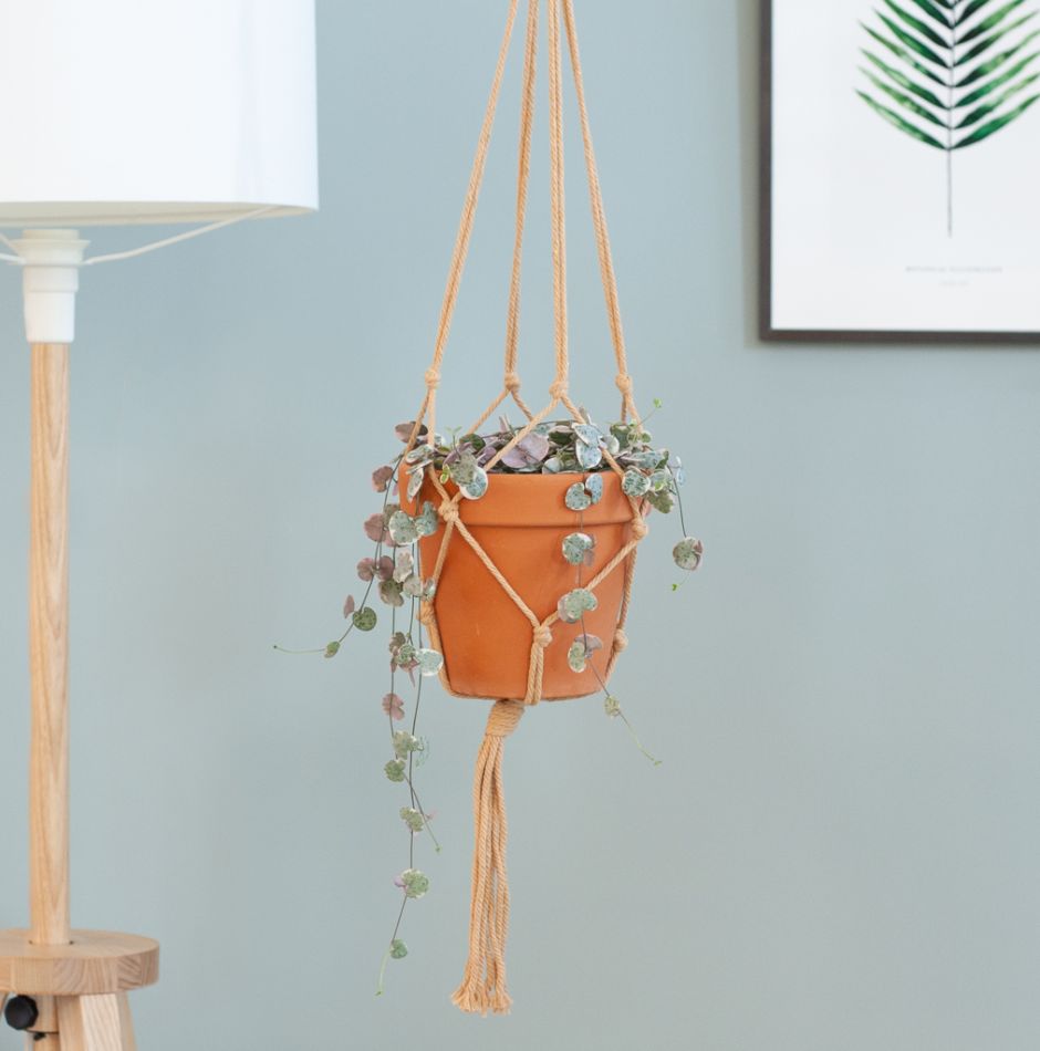 Ceropegia Woodii Variegata / chinees lantaarnplantje in pot hangend
