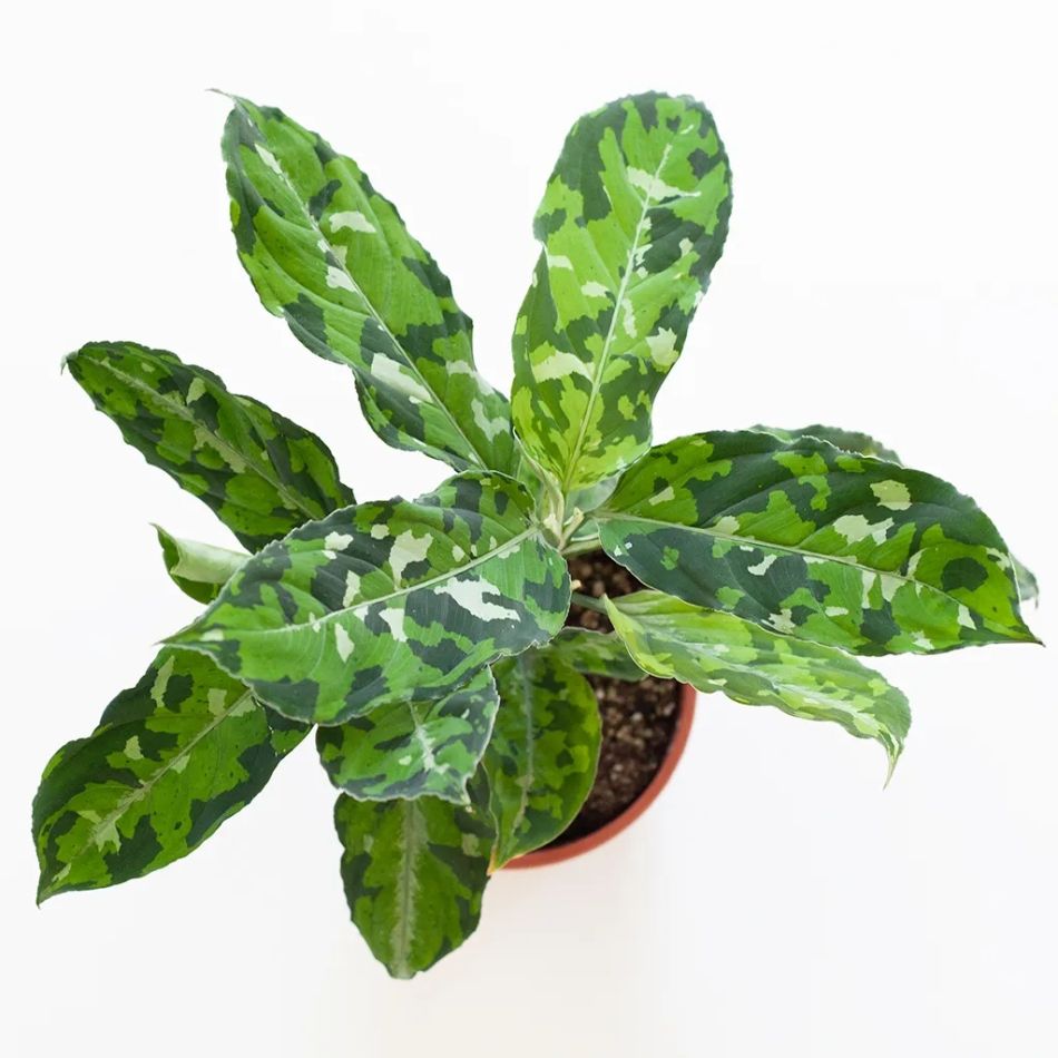 Aglaonema Pictum Tricolor