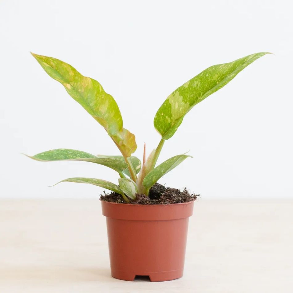 Philodendron Ring of Fire (mini) - P6