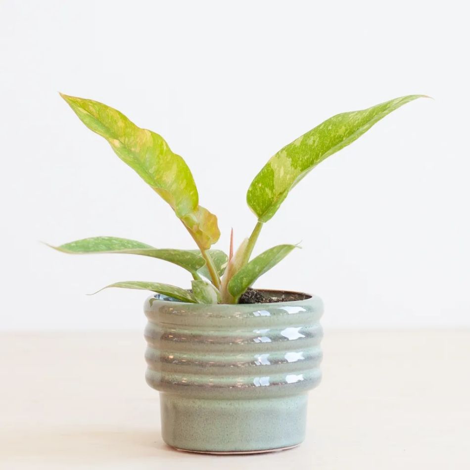 Philodendron Ring of Fire