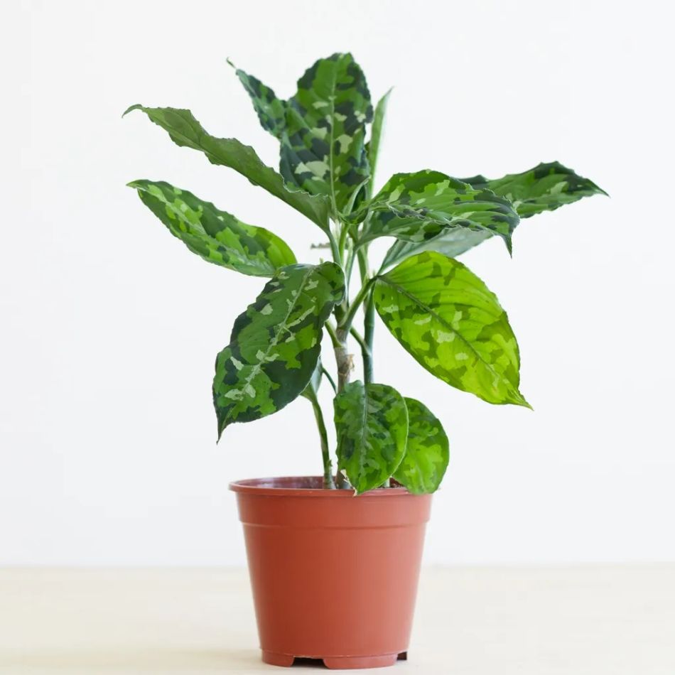 Aglaonema Pictum Tricolor