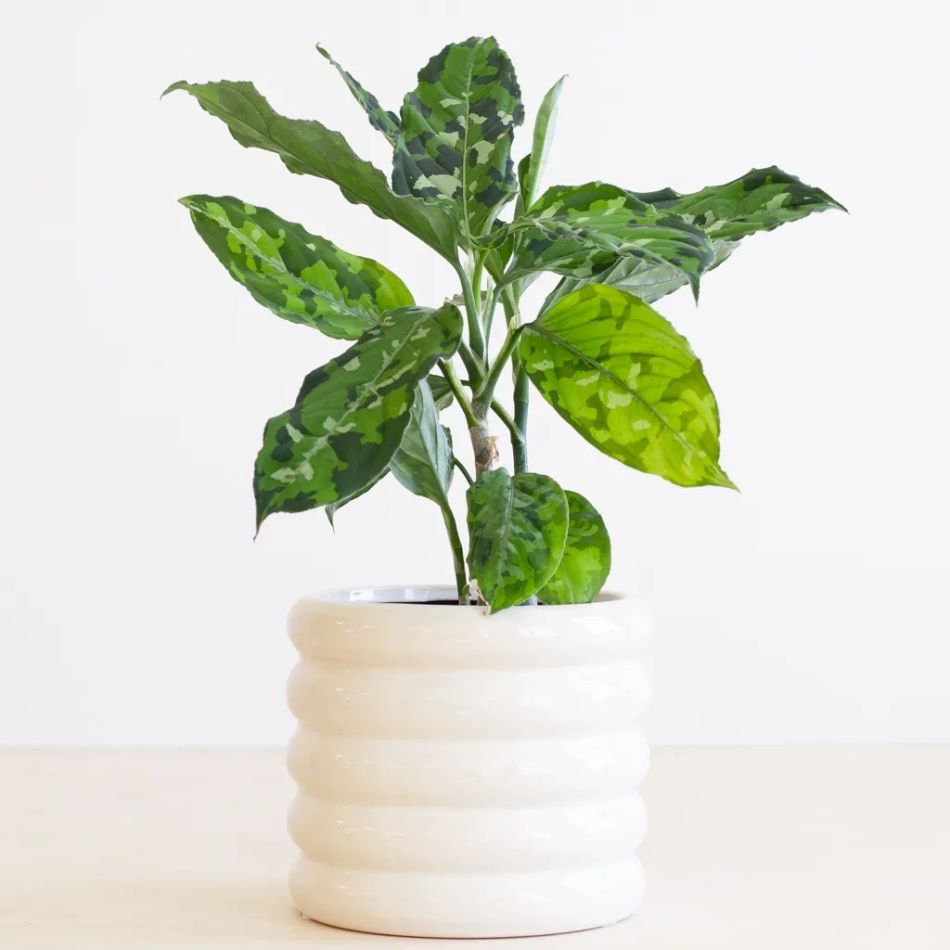Aglaonema Pictum Tricolor
