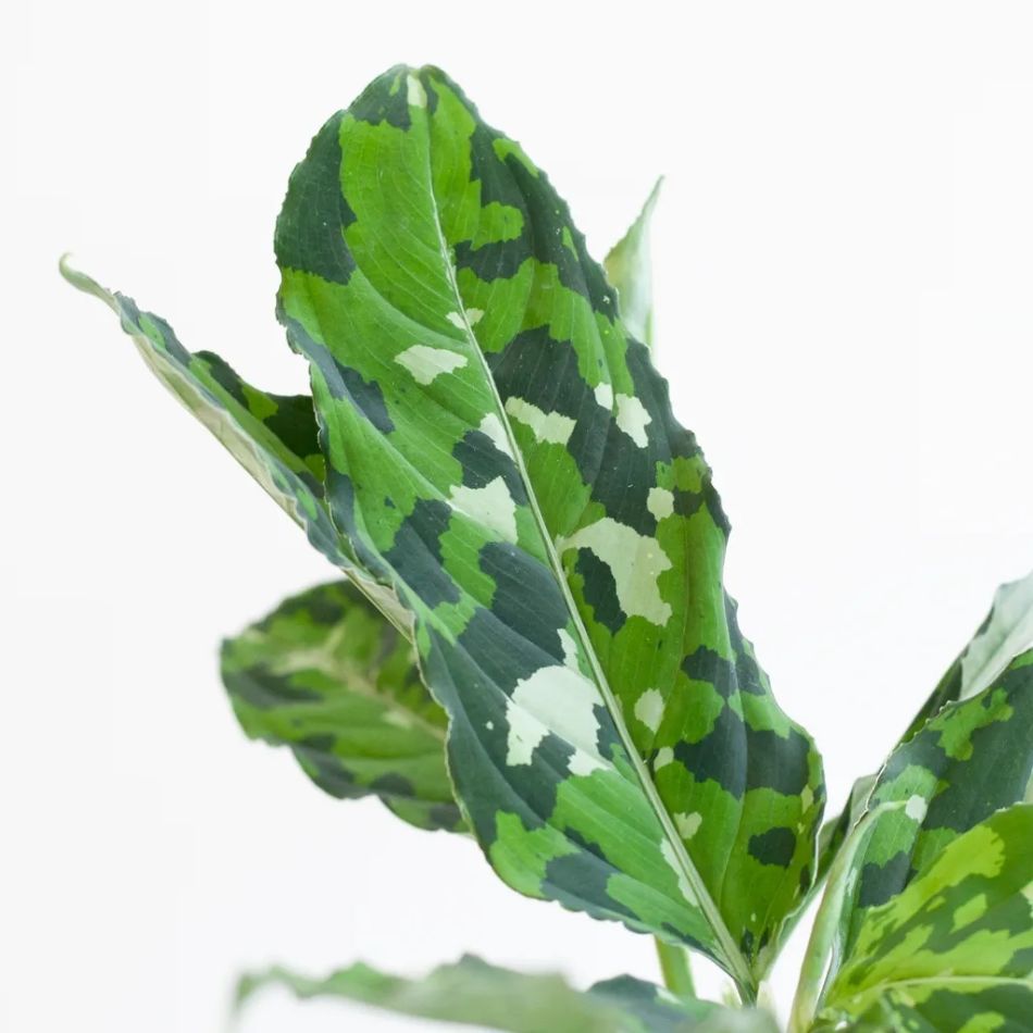 Aglaonema Pictum Tricolor