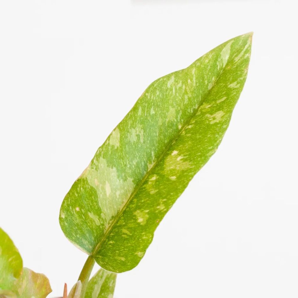 Philodendron Ring of Fire - P12