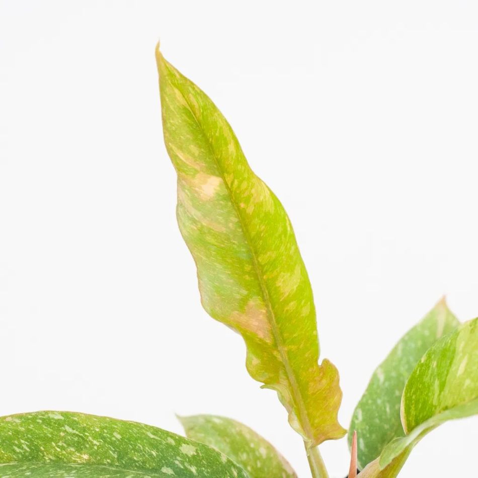 Philodendron Ring of Fire