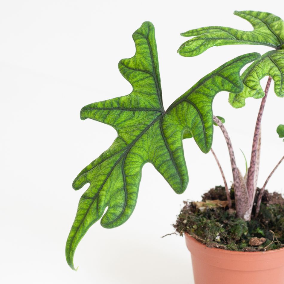 Alocasia Jacklyn blad