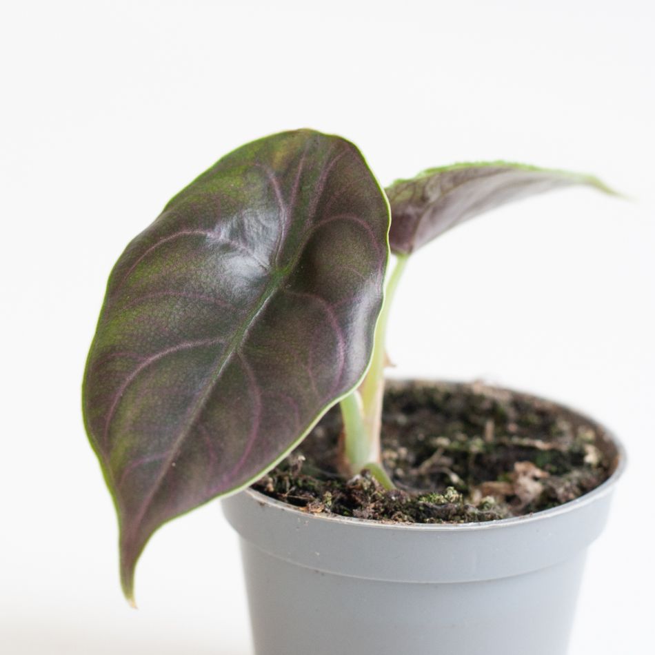 Alocasia Azlanii blad