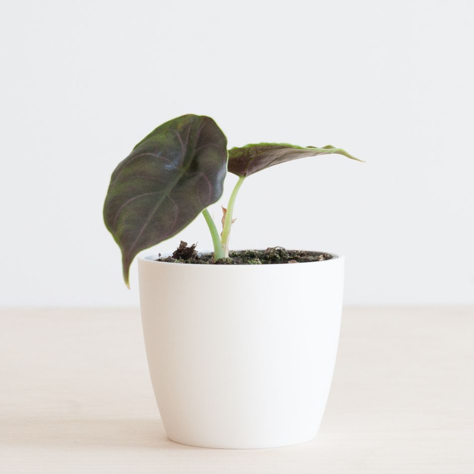 Alocasia Azlanii