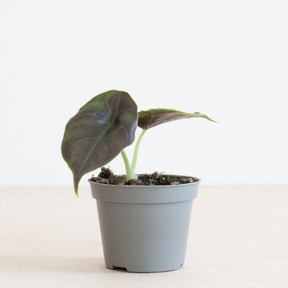 Alocasia Azlanii