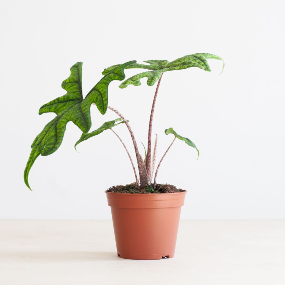Alocasia Jacklyn