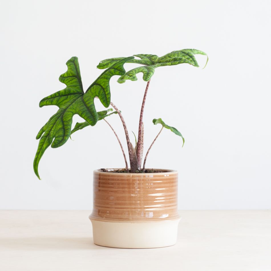 Alocasia Jacklyn