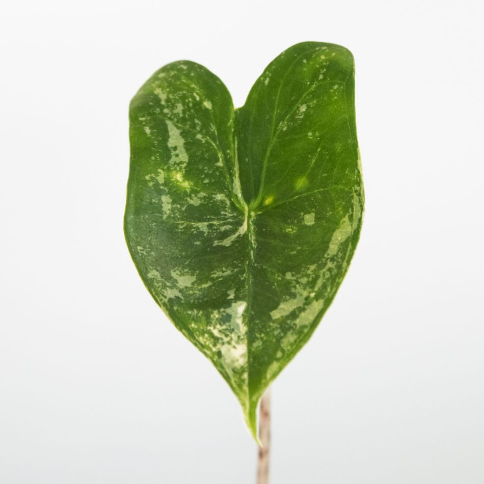 Alocasia Zebrina Variegata blad