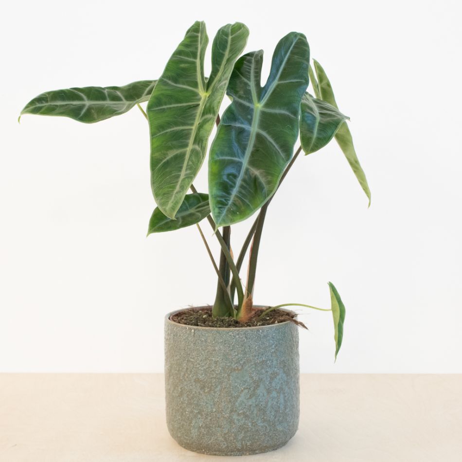 Alocasia Longiloba