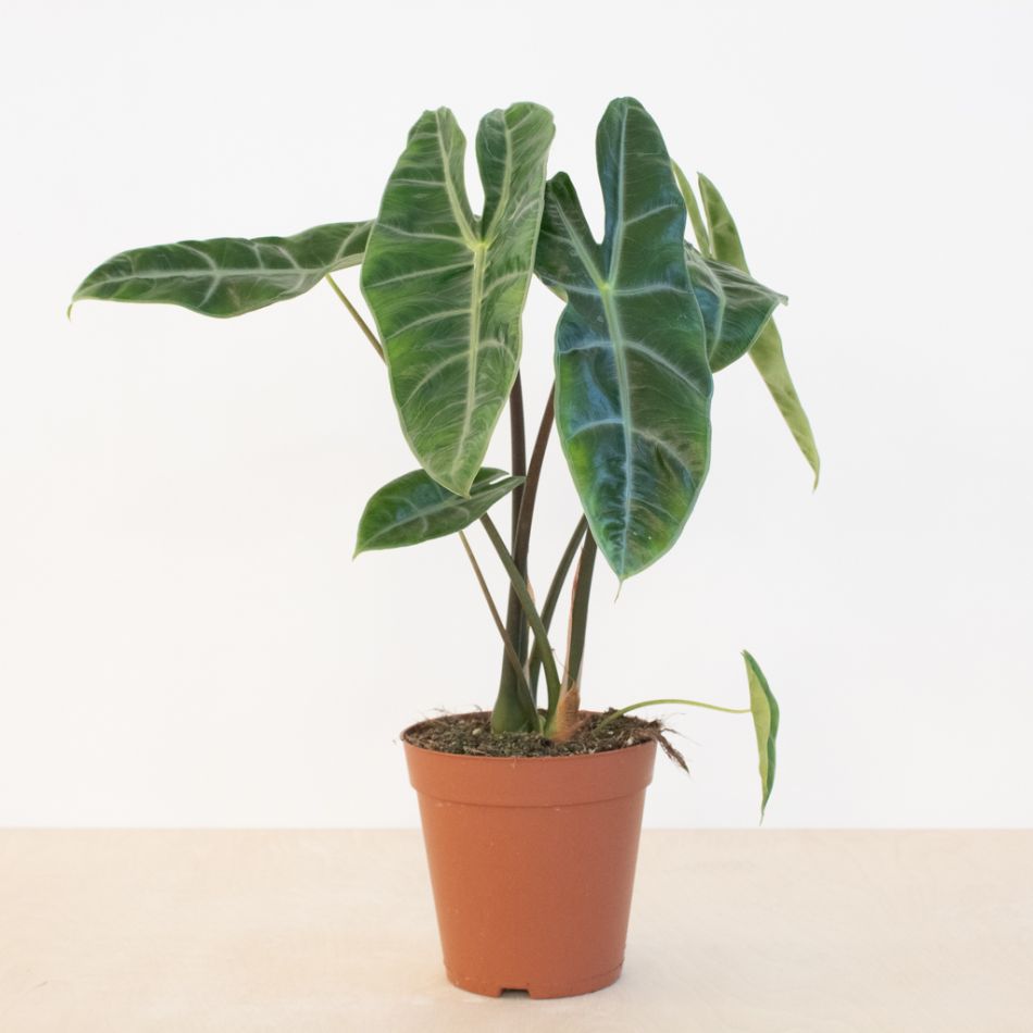 Alocasia Longiloba