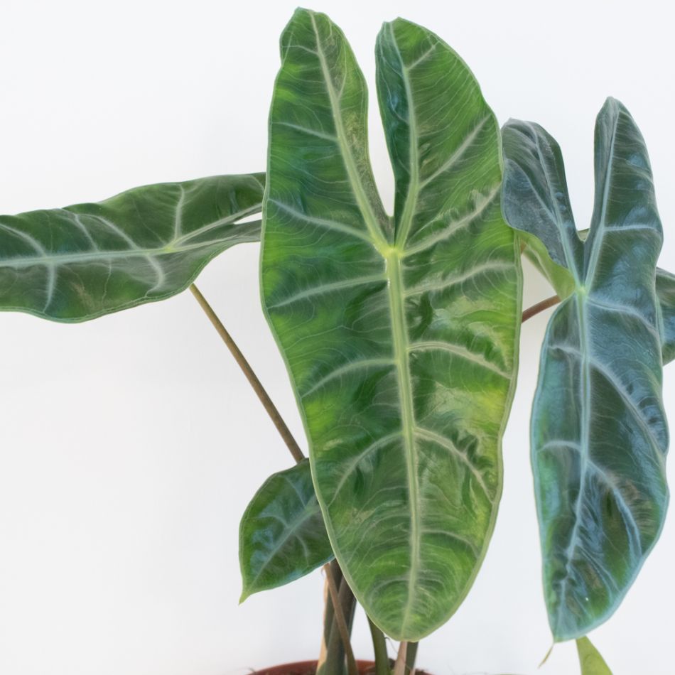 Alocasia Longiloba blad