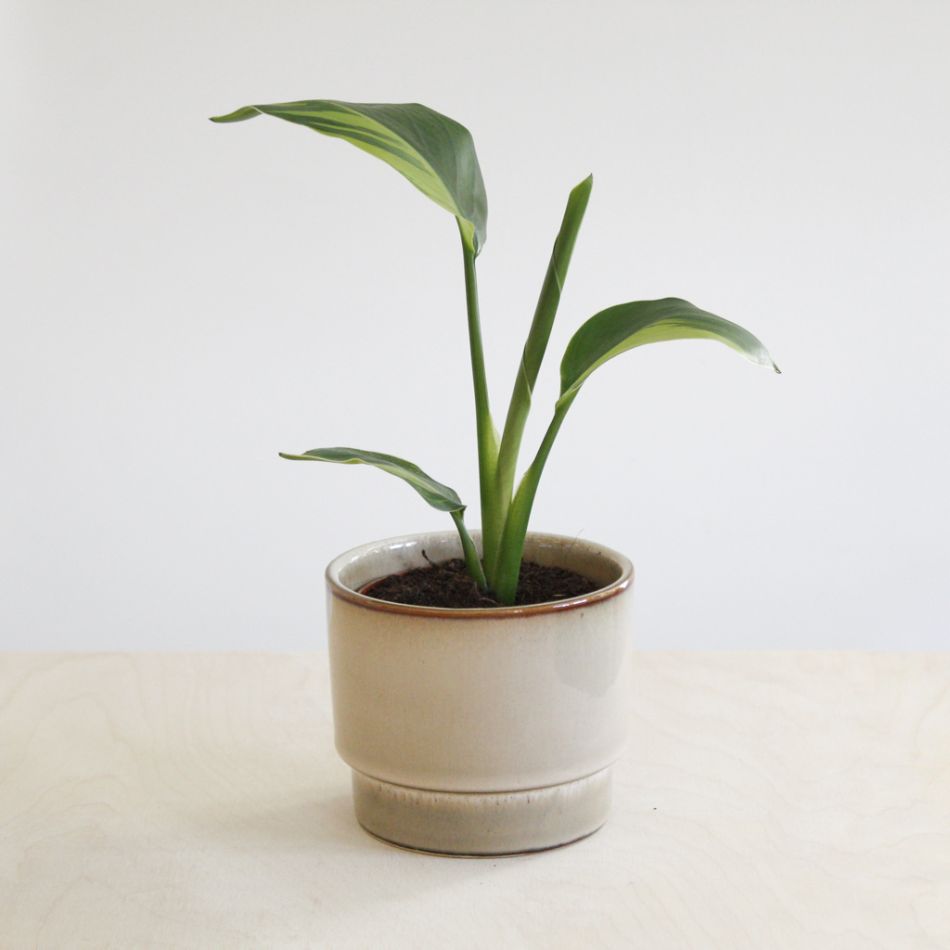 Strelitzia nicolai variegata