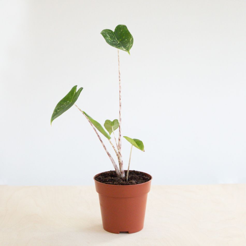 Alocasia Zebrina Variegata
