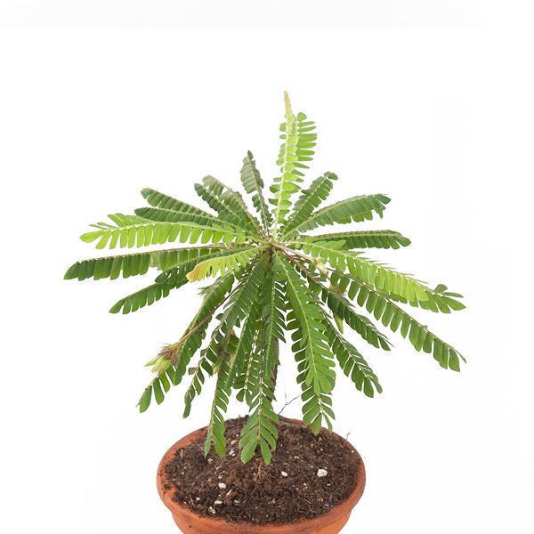 Biophytum blad