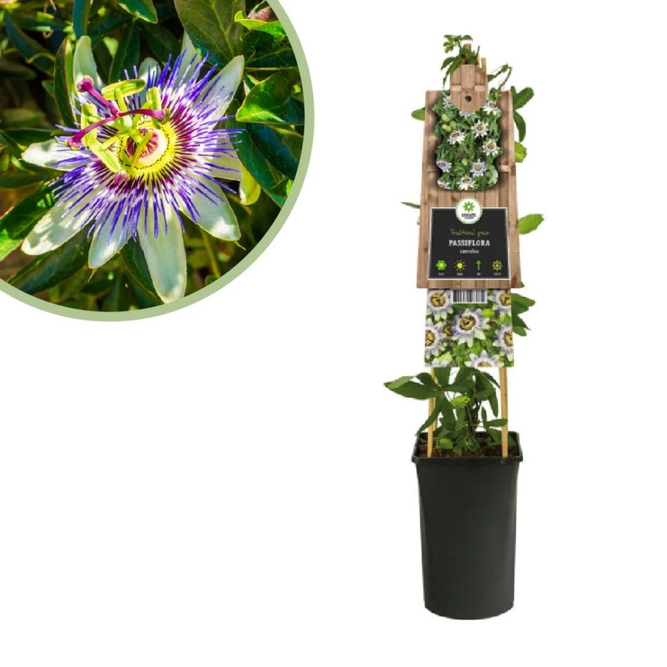 Blauwe-passiebloem-passiflora-caerulea-p-16-cm