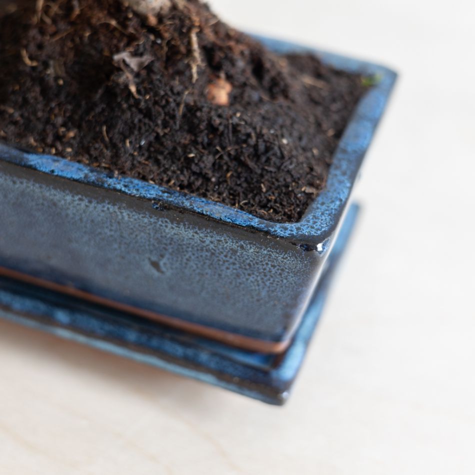Bonsai Carmona met Blauwe Schaal - P15