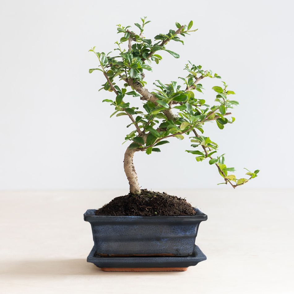 Bonsai Carmona met Blauwe Schaal - P15
