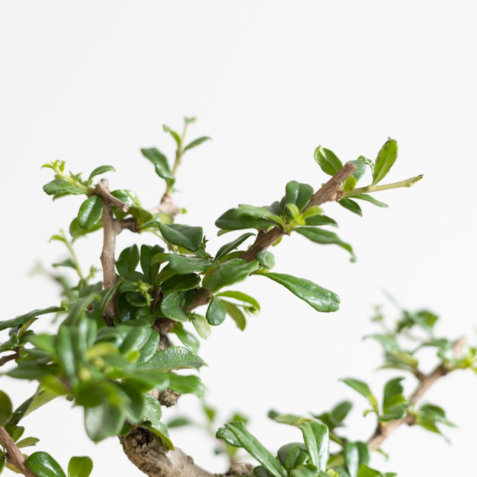 Bonsai Carmona met Blauwe Schaal - P15