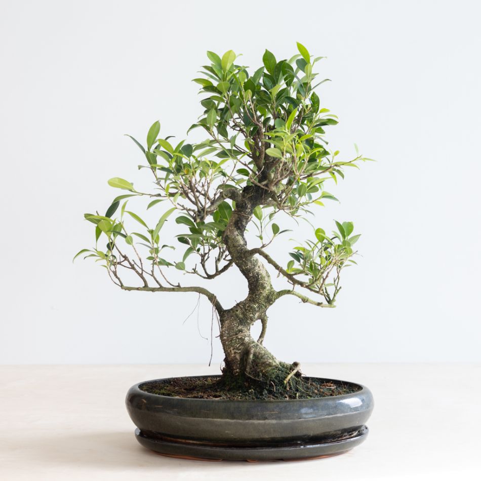 Bonsai Ficus Retusa met keramieken schaal - P40