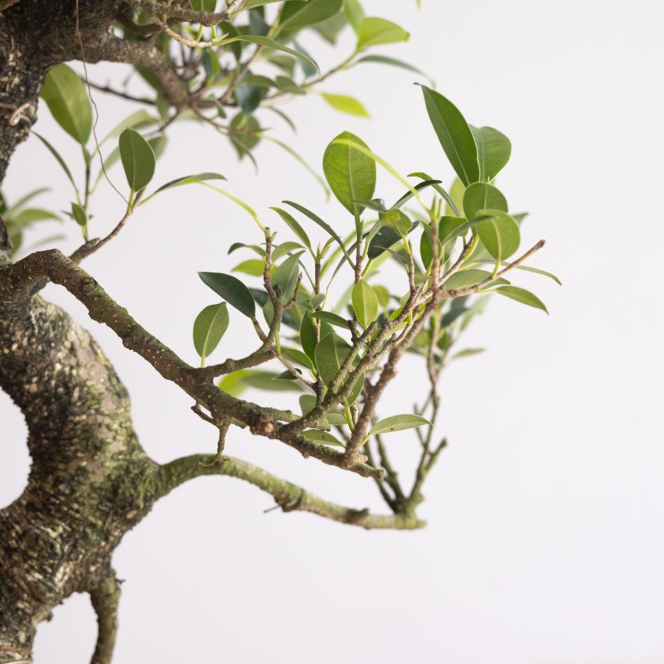 Bonsai Ficus Retusa met keramieken schaal - P40