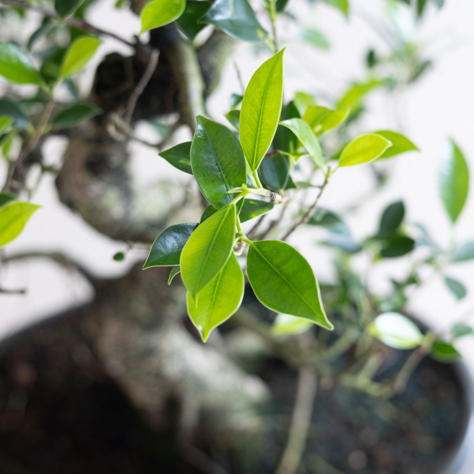 Bonsai Ficus Retusa met keramieken schaal - P40
