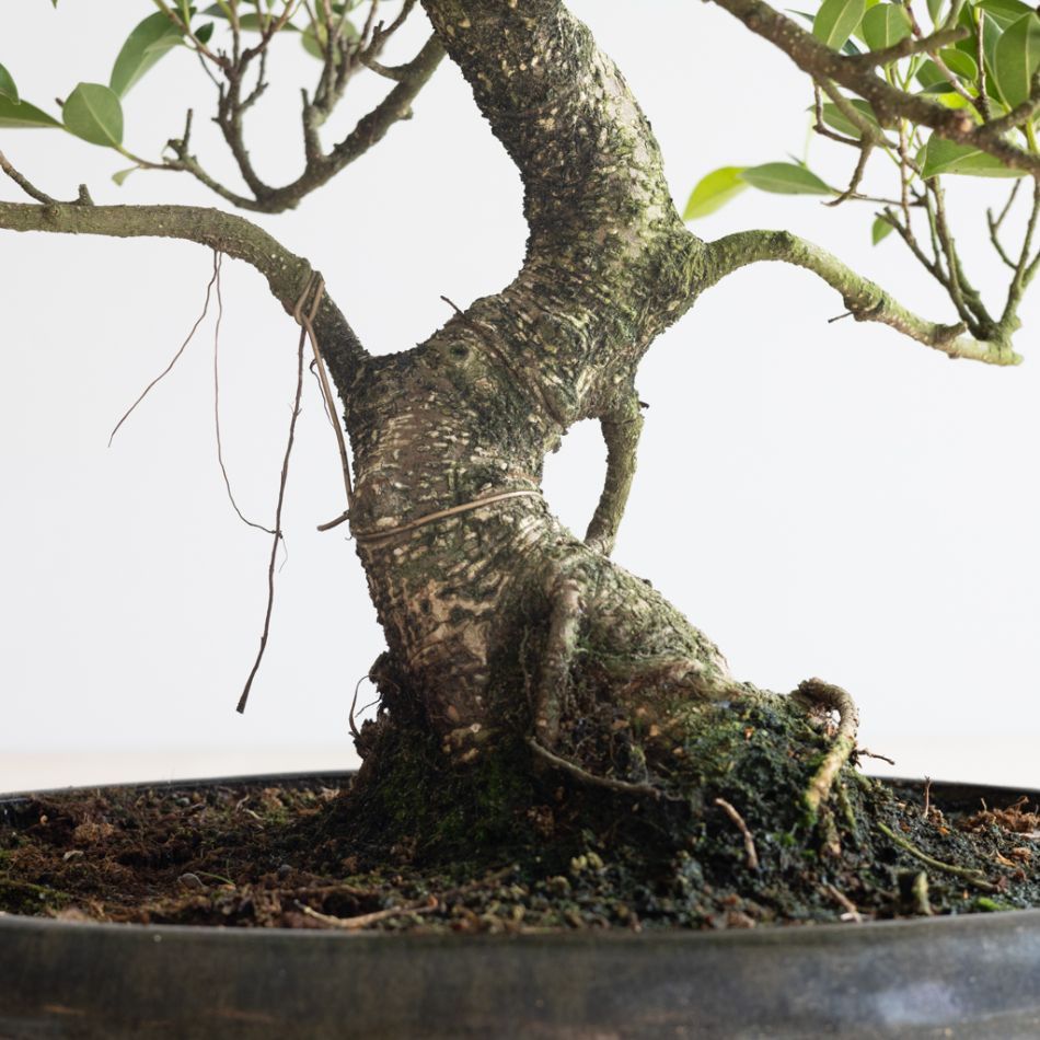 Bonsai Ficus Retusa met keramieken schaal - P40