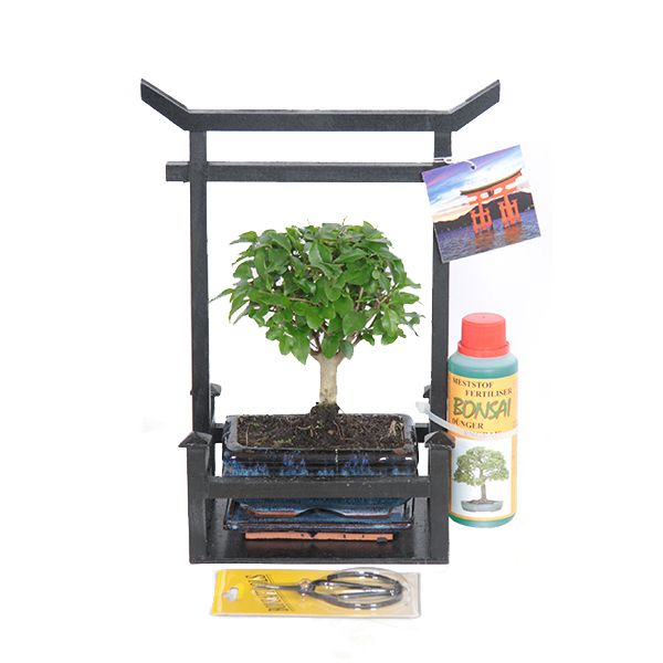 Bonsai starter kit