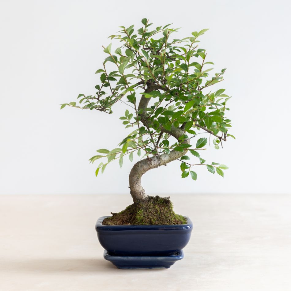 Bonsai Zelkova met blauwe schaal - P15