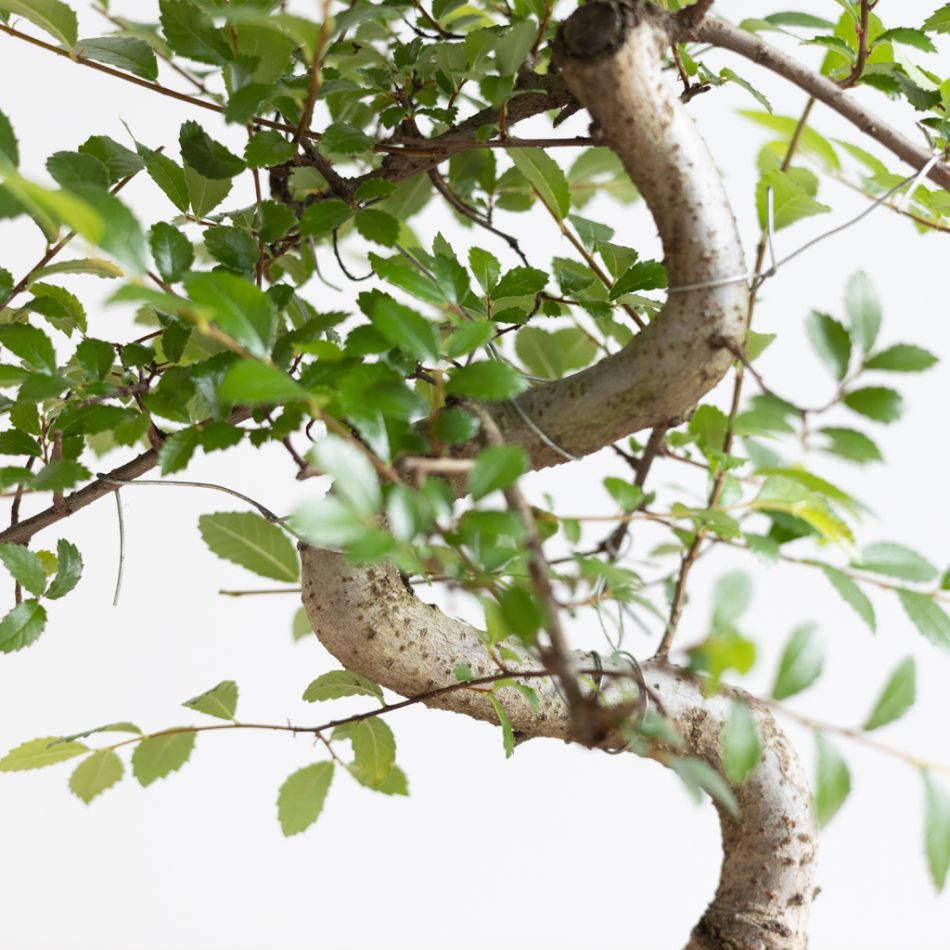 Bonsai Zelkova met blauwe schaal - P15