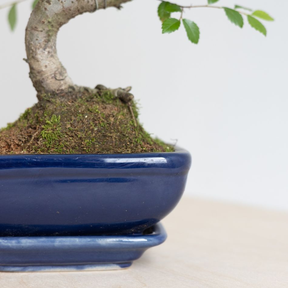 Bonsai Zelkova met blauwe schaal - P15