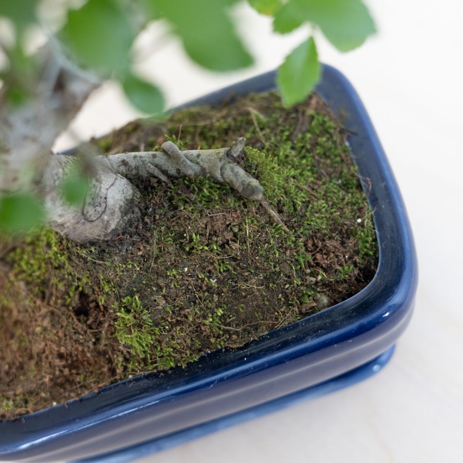 Bonsai Zelkova met blauwe schaal - P15