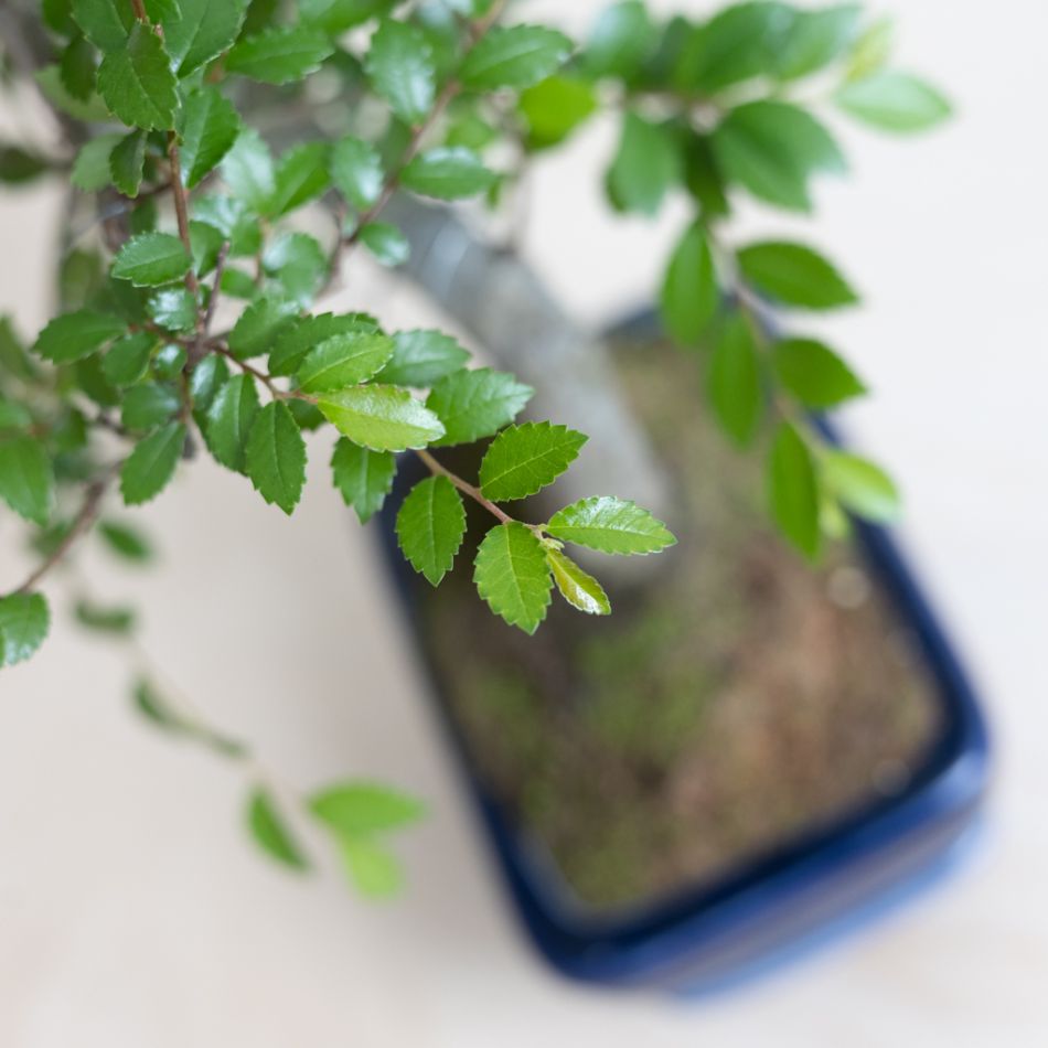 Bonsai Zelkova met blauwe schaal - P15