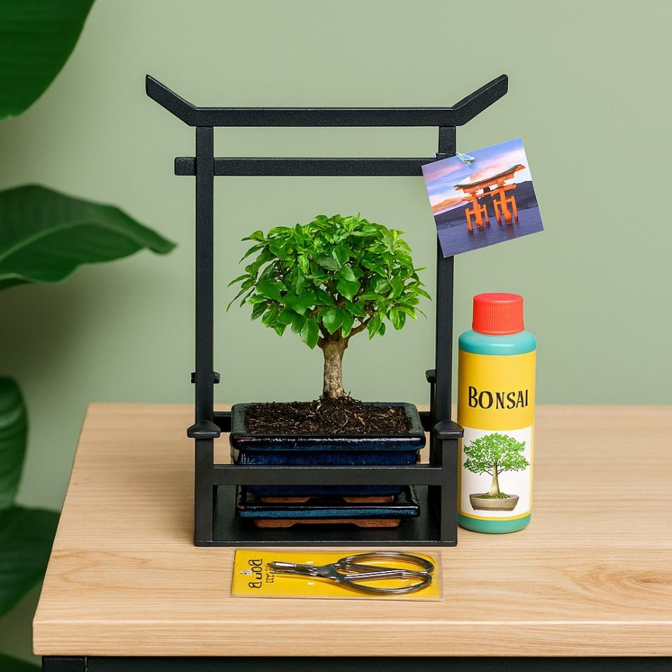 Bonsai beginner