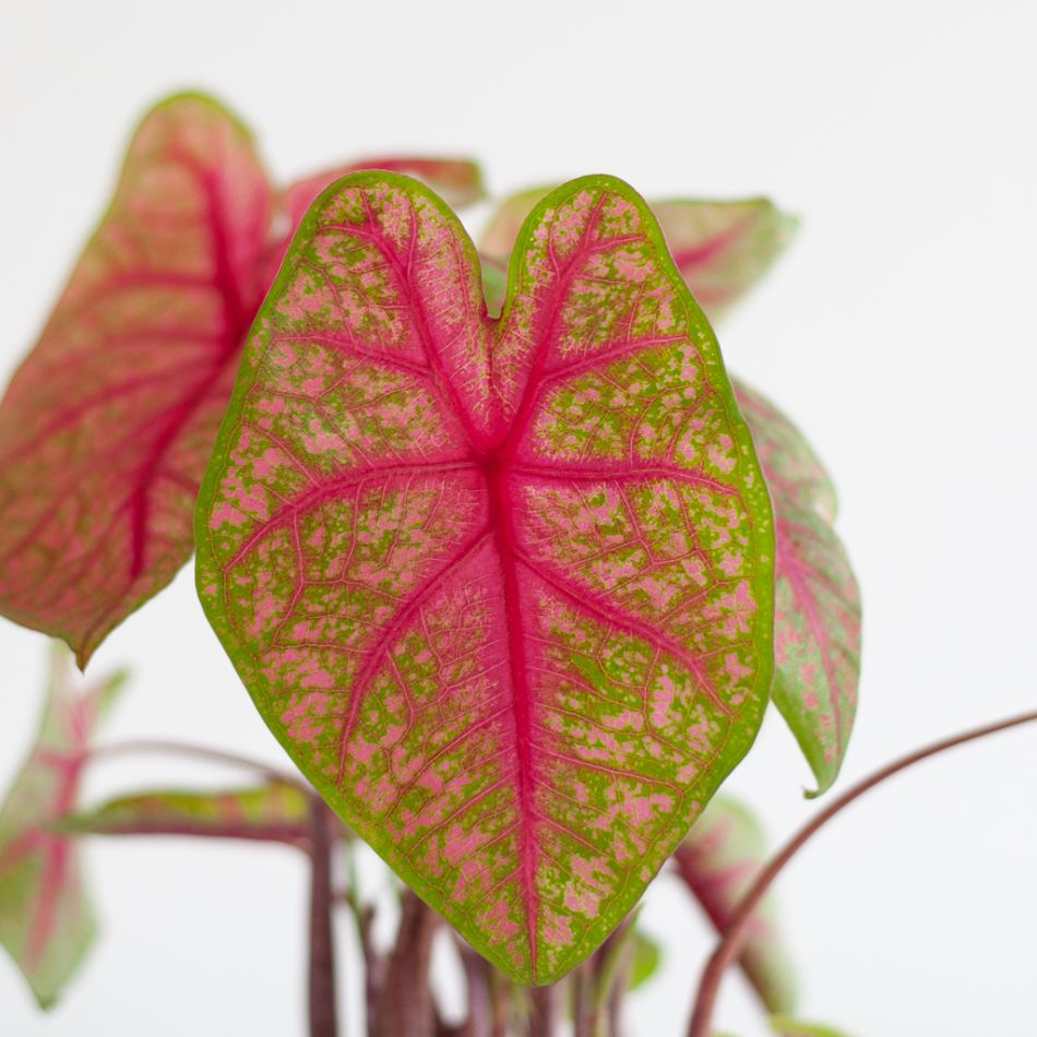 Caladium Brandy - P13