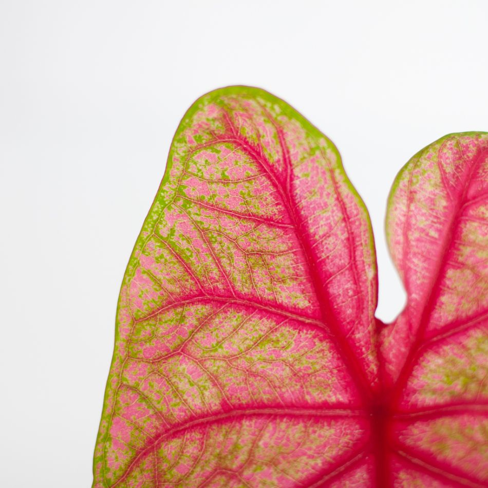Caladium Brandy - P13
