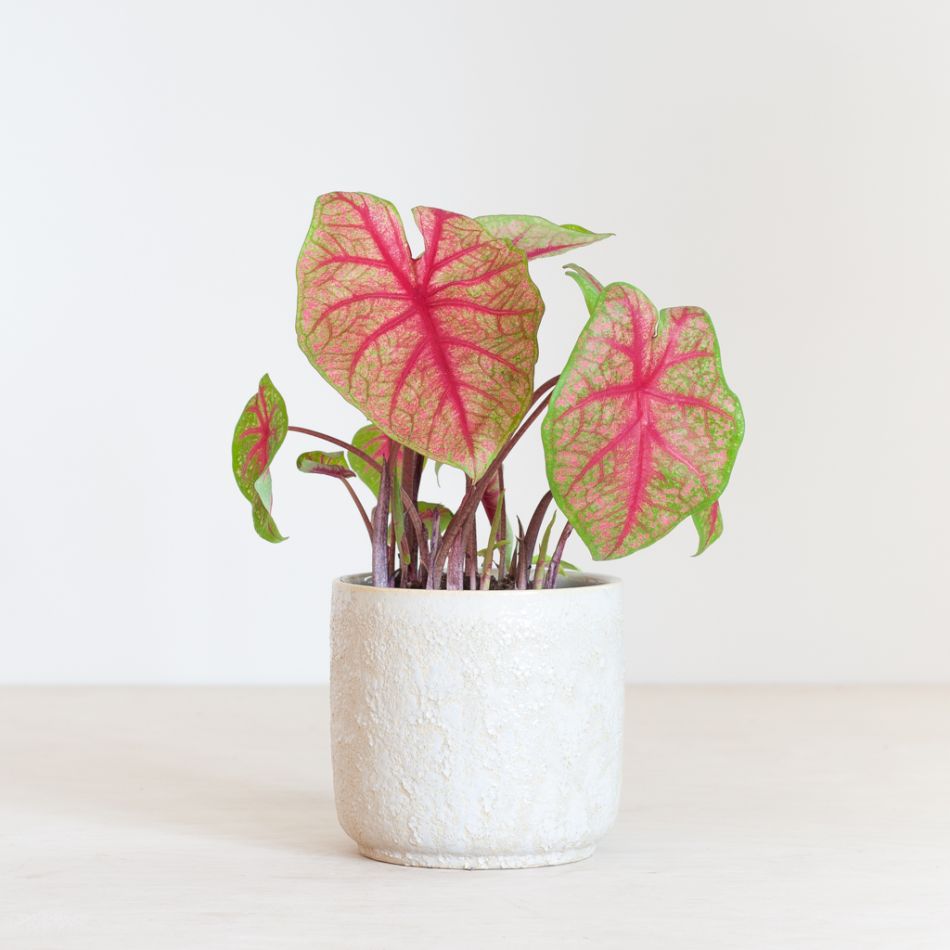 Caladium Brandy - P13