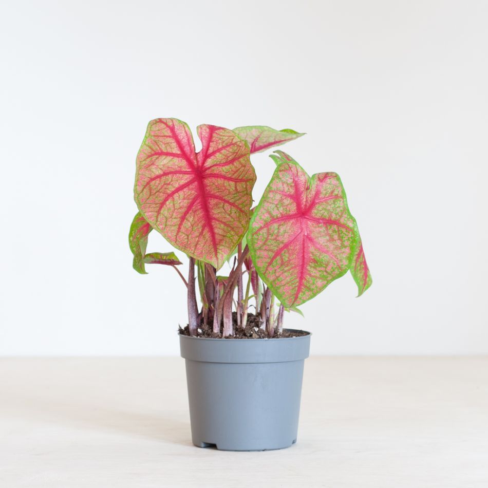 Caladium Brandy - P13
