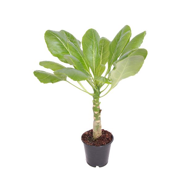 Vulkaanpalm brighamia insignes