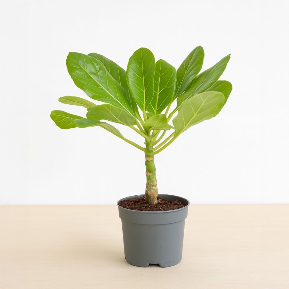 Brighamia insignes